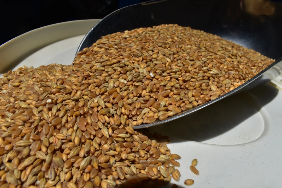 closeup of wheat grains